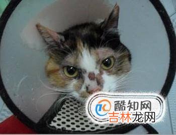 猫咪消化不良怎么办猫咪消化不良吃什么?