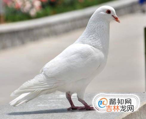 怎么看鸽子公母最准确?