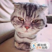 怎样给猫剪指甲?