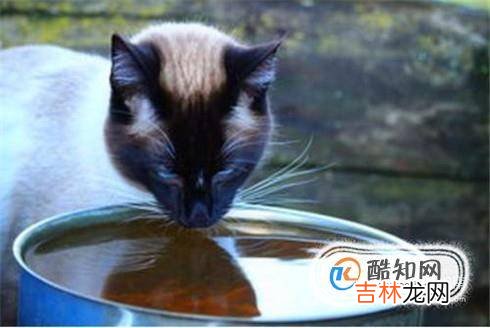 猫吃了螃蟹壳怎么处理?