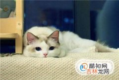 猫吃了螃蟹壳怎么处理?