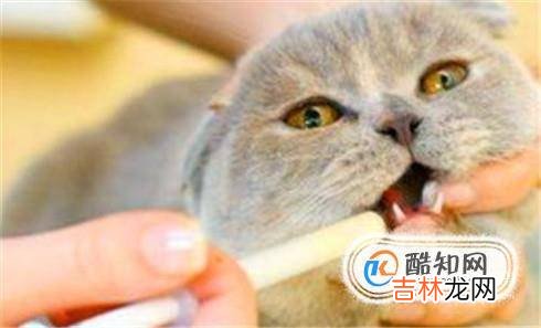 猫吃了螃蟹壳怎么处理?