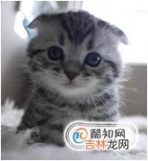 猫耳螨要治多久能好小猫耳螨几天能好?