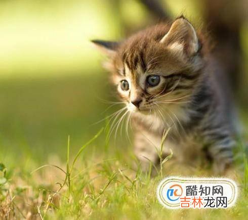 猫耳螨要治多久能好小猫耳螨几天能好?