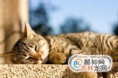 猫咪掉毛一块一块的猫咪一块一块掉毛?