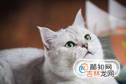 猫咪掉毛一块一块的猫咪一块一块掉毛?