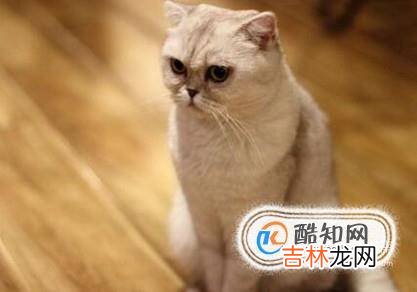 猫咪掉毛一块一块的猫咪一块一块掉毛?