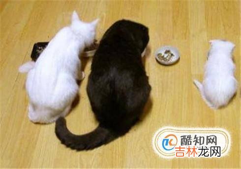 猫咪如何补钙猫咪缺钙怎么办?