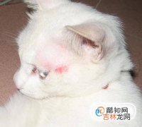 猫咪如何补钙猫咪缺钙怎么办?