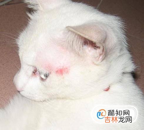 猫咪如何补钙猫咪缺钙怎么办?