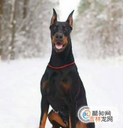 迷你杜宾犬怎么养?