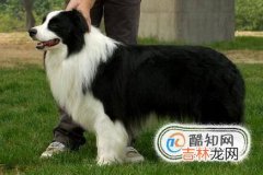 边境牧羊犬智商?