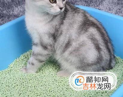 把猫独自留在家里怎么办?