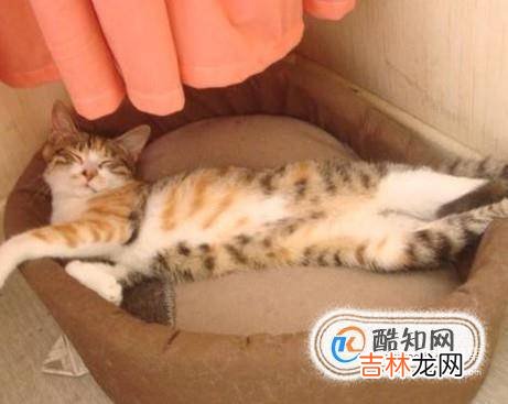 把猫独自留在家里怎么办?