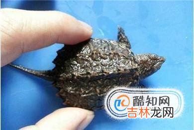北美小鳄龟的饲养?