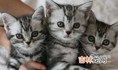 狸花猫和虎斑猫的区别?