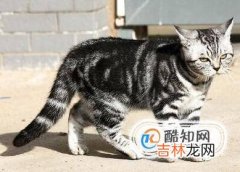 狸花猫和虎斑猫的区别?