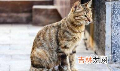 狸花猫和虎斑猫的区别?