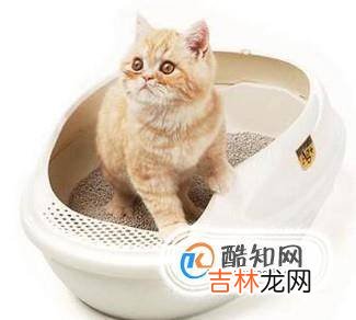 猫不在猫砂里拉屎怎么办?