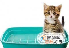 猫不在猫砂里拉屎怎么办?