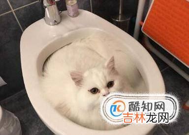 猫不在猫砂里拉屎怎么办?