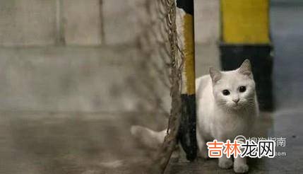 小猫饮食禁忌指南?