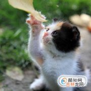 猫咪乱尿怎么办?