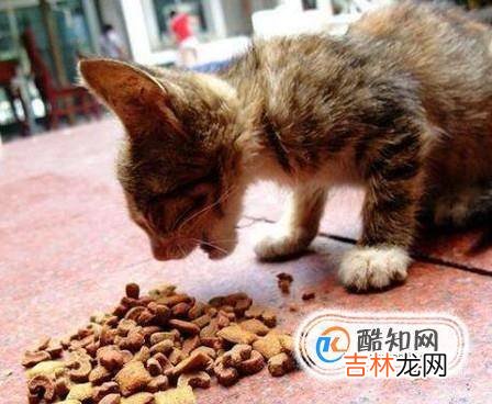 在家中怎么养猫咪?