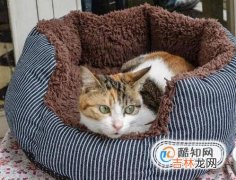 在家中怎么养猫咪?