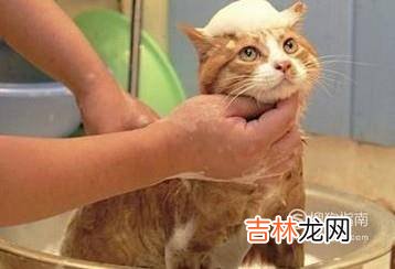 在家中怎么养猫咪?