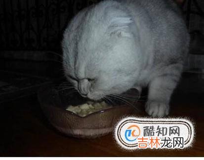 如何判断猫咪饮水量以及怎样让猫咪多喝水?