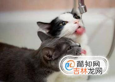 如何判断猫咪饮水量以及怎样让猫咪多喝水?