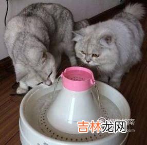 如何判断猫咪饮水量以及怎样让猫咪多喝水?