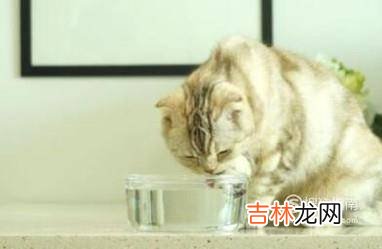 如何判断猫咪饮水量以及怎样让猫咪多喝水?