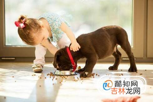 狗狗偶尔吃自己大便狗为什么吃自己的屎?