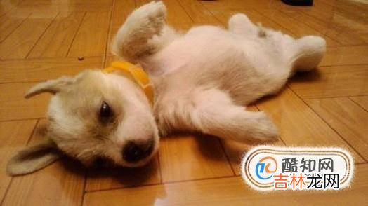 狗狗偶尔吃自己大便狗为什么吃自己的屎?