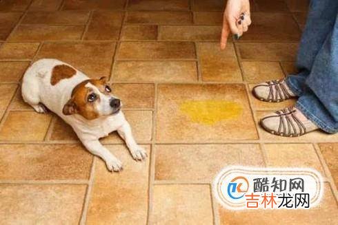 狗狗偶尔吃自己大便狗为什么吃自己的屎?