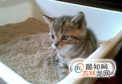 如何给猫咪更换猫砂?