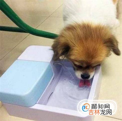 2个月狗狗感冒怎么办2个月狗狗感冒能自愈吗?