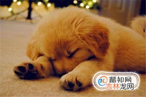 2个月狗狗感冒怎么办2个月狗狗感冒能自愈吗?