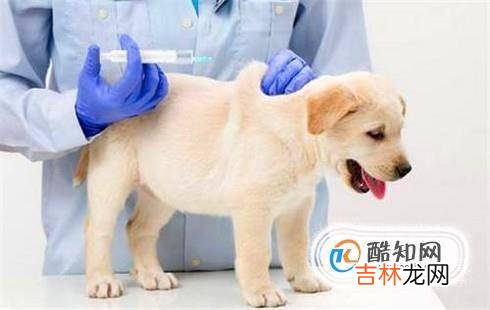 2个月狗狗感冒怎么办2个月狗狗感冒能自愈吗?