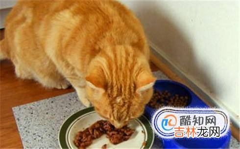 怎样给小猫喂猫粮一点经验?