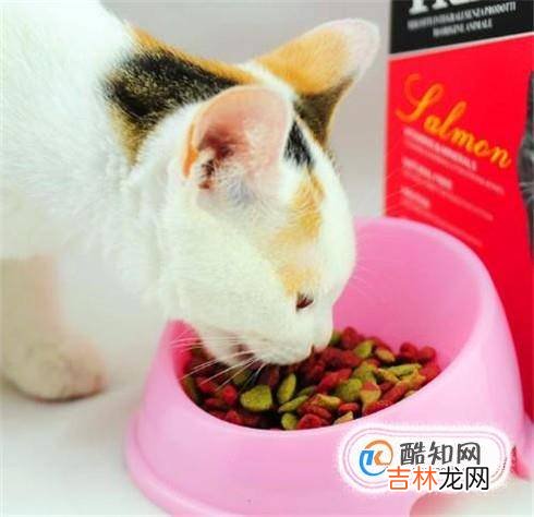 怎样给小猫喂猫粮一点经验?