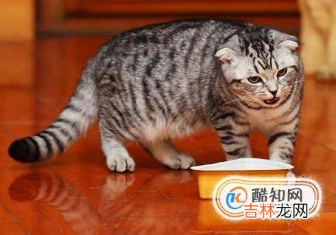 怎样给小猫喂猫粮一点经验?