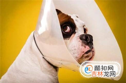 狗狗伤口的处理方法?