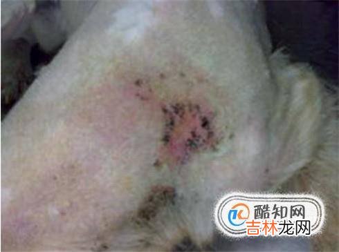 狗狗伤口的处理方法?