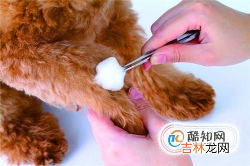 狗狗伤口的处理方法?