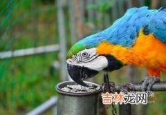 怎样家养虎皮鹦鹉：食物?