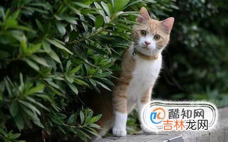 猫咪老是舔屁股怎么回事如何给猫咪预防寄生虫?