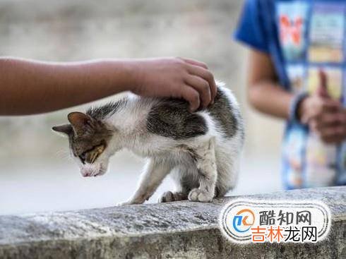 猫咪老是舔屁股怎么回事如何给猫咪预防寄生虫?